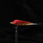 Ice Silk Fish Predatory Fish Have A Graceful Swim