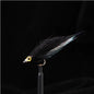 Ice Silk Fish Predatory Fish Have A Graceful Swim