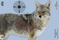 Birchwood Casey Paper Targets Birchwood Casey Birchwood Casey Pregame Targets - Coyote 16.5"x24" 3 Pack