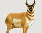 Montana Decoy Co. Big Game Decoys Montana Decoy Co. Montana Decoy Co Antelope Buck Decoy